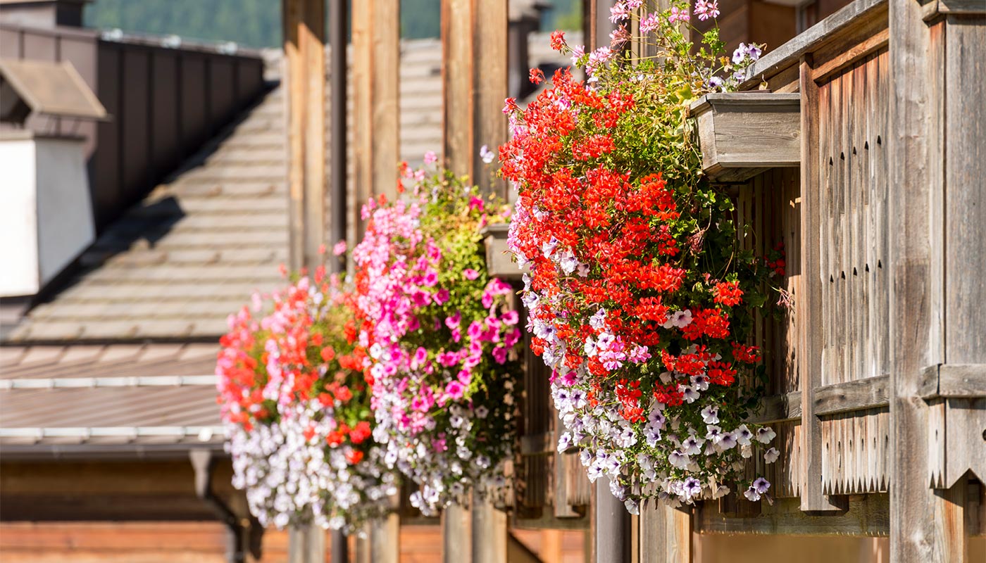 Ein Blick auf die mit Blumen gefüllten Fensterbänke im Hotel Gratschwirt